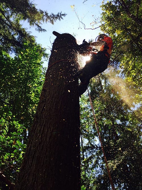 Tree services — Precision Needs project gallery